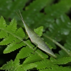 Atractomorpha similis at Capalaba, QLD - 24 Mar 2024