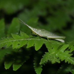 Atractomorpha similis at Capalaba, QLD - 24 Mar 2024