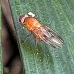 Lauxaniidae (family) (Unidentified lauxaniid fly) at Kangaroo Valley, NSW - 23 Mar 2024 by lbradleyKV