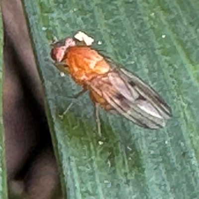 Lauxaniidae (family) (Unidentified lauxaniid fly) at Kangaroo Valley, NSW - 23 Mar 2024 by lbradleyKV