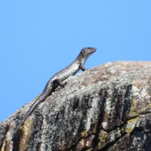 Egernia cunninghami at Cooleman Ridge - 22 Mar 2024 02:11 PM