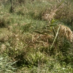 Phragmites australis at Cooma North Ridge Reserve - 24 Mar 2024