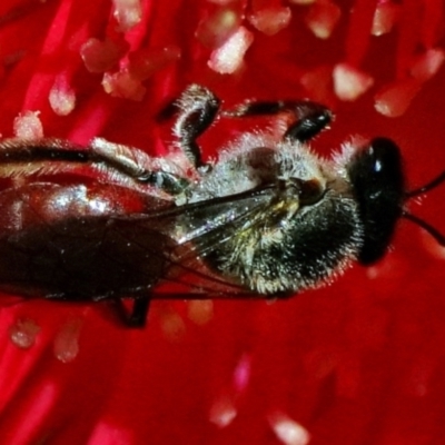 Apiformes (informal group) (Unidentified bee) at ANBG - 21 Mar 2024 by DonTaylor