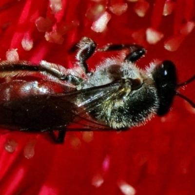 Unidentified Bee (Hymenoptera, Apiformes) at Acton, ACT - 21 Mar 2024 by DonTaylor