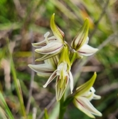 Prasophyllum striatum (Streaked Leek Orchid) at QPRC LGA - 23 Mar 2024 by dan.clark