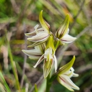 Corunastylis striata at suppressed - suppressed