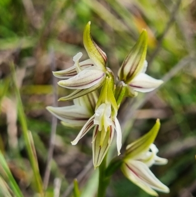 Prasophyllum striatum (Streaked Leek Orchid) at Corang, NSW - 23 Mar 2024 by dan.clark