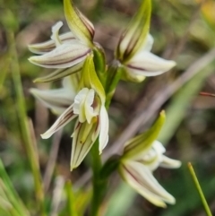 Corunastylis striata at suppressed - suppressed