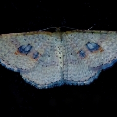 Epicyme rubropunctaria (Red-spotted Delicate) at Googong, NSW - 17 Sep 2011 by WHall