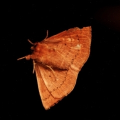 Epicyme rubropunctaria at QPRC LGA - 17 Sep 2011