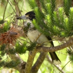 Cracticus torquatus (Grey Butcherbird) at Braemar, NSW - 18 Mar 2024 by Curiosity