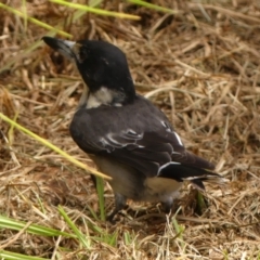 Cracticus torquatus at Wingecarribee Local Government Area - 18 Mar 2024 12:28 PM