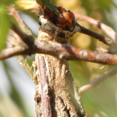 Metura elongatus (Saunders' case moth) at Braemar, NSW - 23 Mar 2024 by Curiosity
