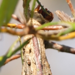 Metura elongatus at Wingecarribee Local Government Area - 24 Mar 2024