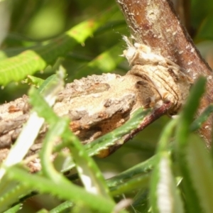 Metura elongatus at Wingecarribee Local Government Area - 24 Mar 2024 10:04 AM