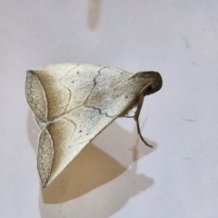 Simplicia armatalis (Crescent Moth) at Sullivans Creek, Lyneham South - 25 Mar 2024 by trevorpreston