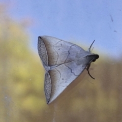 Simplicia armatalis at Sullivans Creek, Lyneham South - 25 Mar 2024 08:58 AM