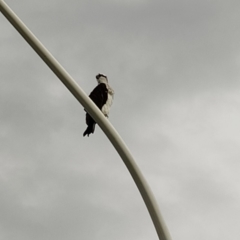 Pandion haliaetus (Osprey) at Forster, NSW - 22 Mar 2024 by shube