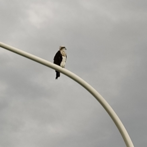 Pandion haliaetus at Forster, NSW - suppressed