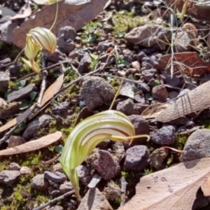 Diplodium truncatum at Towrang, NSW - 22 Mar 2024