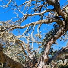 Eucalyptus pauciflora (A Snow Gum) at Alpine National Park - 24 Mar 2024 by HelenCross
