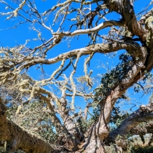 Eucalyptus pauciflora (A Snow Gum) at Alpine National Park by HelenCross