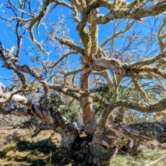 Eucalyptus pauciflora at Alpine National Park - 24 Mar 2024