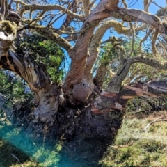 Eucalyptus pauciflora at Alpine National Park - 24 Mar 2024