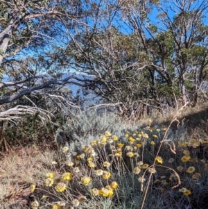 Leucochrysum albicans subsp. albicans (Hoary Sunray) at Alpine National Park by HelenCross