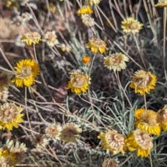 Leucochrysum albicans subsp. albicans at Alpine National Park - 24 Mar 2024