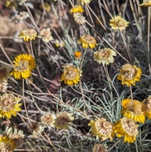 Leucochrysum albicans subsp. albicans at Alpine National Park - 24 Mar 2024