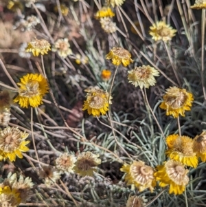 Leucochrysum albicans subsp. albicans at Alpine National Park - 24 Mar 2024 10:58 AM