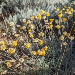 Leucochrysum albicans subsp. albicans at Alpine National Park - 24 Mar 2024 10:58 AM