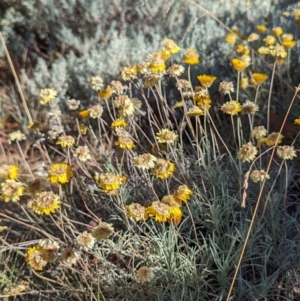 Leucochrysum albicans subsp. albicans at Alpine National Park - 24 Mar 2024
