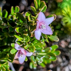 Crowea exalata at Alpine National Park - 23 Mar 2024