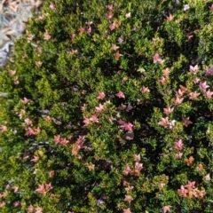 Crowea exalata at Alpine National Park - 23 Mar 2024