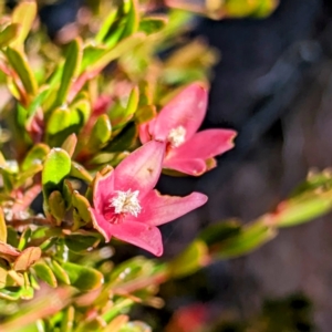 Crowea exalata at Alpine National Park - 23 Mar 2024