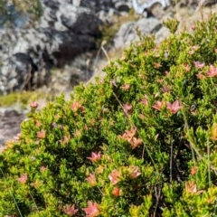 Crowea exalata at Alpine National Park - 23 Mar 2024