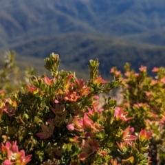 Crowea exalata (Crowea) at Alpine National Park - 24 Mar 2024 by HelenCross