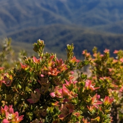 Crowea exalata (Crowea) at Mount Buller, VIC - 23 Mar 2024 by HelenCross