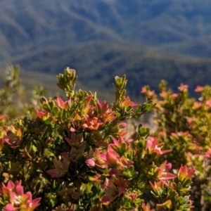 Crowea exalata (Crowea) at Alpine National Park by HelenCross