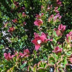 Crowea exalata at Alpine National Park - 24 Mar 2024