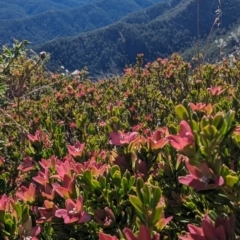 Crowea exalata at Alpine National Park - 24 Mar 2024