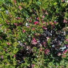 Crowea exalata at Alpine National Park - 24 Mar 2024