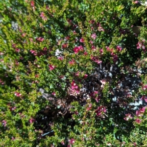 Crowea exalata at Alpine National Park - 24 Mar 2024