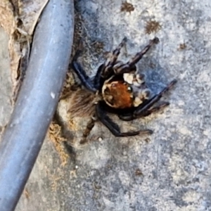 Maratus griseus at Lyneham, ACT - 25 Mar 2024 11:29 AM