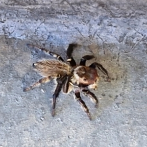 Maratus griseus at Lyneham, ACT - 25 Mar 2024 11:29 AM