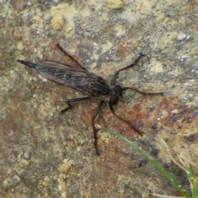 Unverified Robber fly (Asilidae) at West Hobart, TAS - 15 Dec 2023 by VanessaC