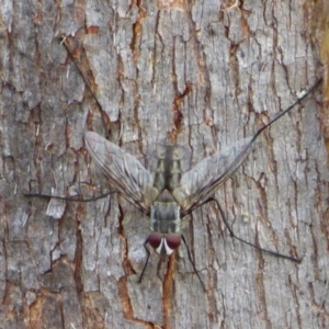 Dexiini (tribe) at West Hobart, TAS - 24 Nov 2023 04:23 PM