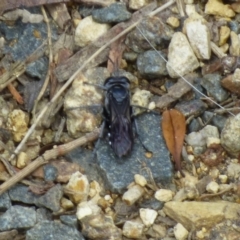 Apocrita (suborder) at West Hobart, TAS - 11 Nov 2023 by VanessaC